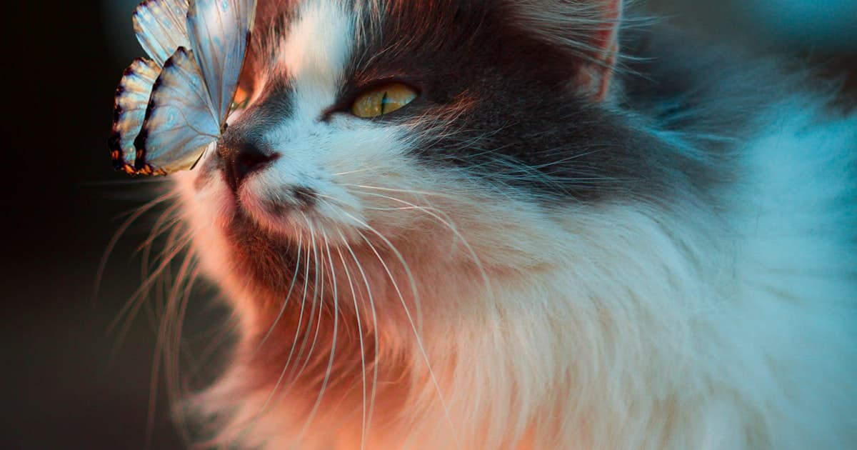5 Golden Rules for Coat Care
