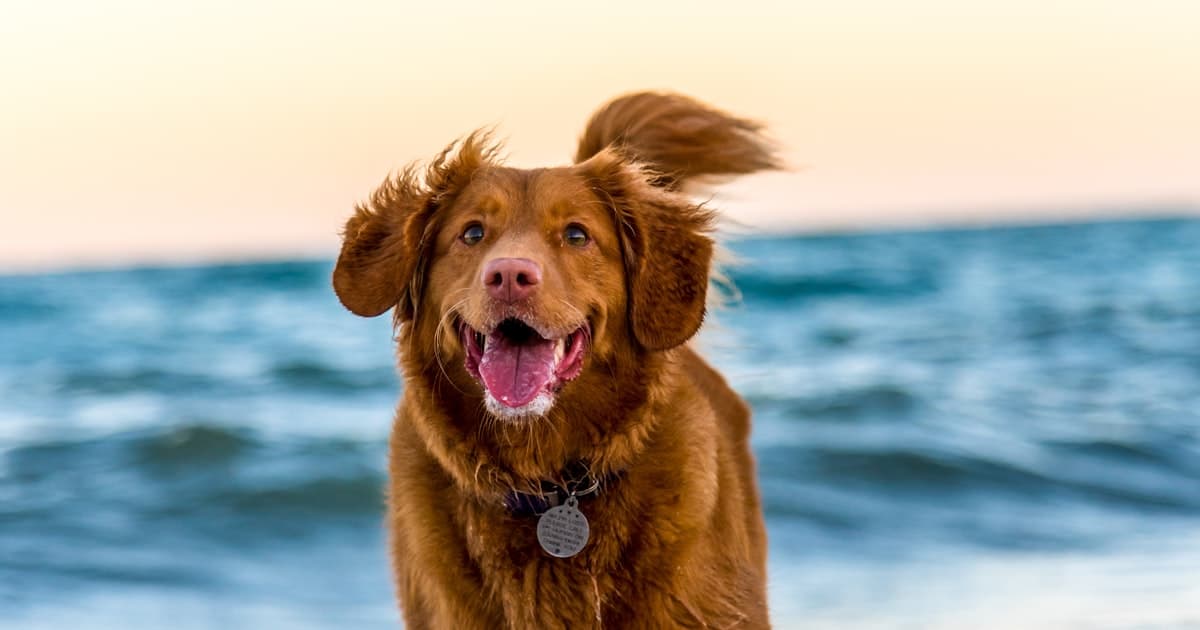 Your Dogs Exercise Needs